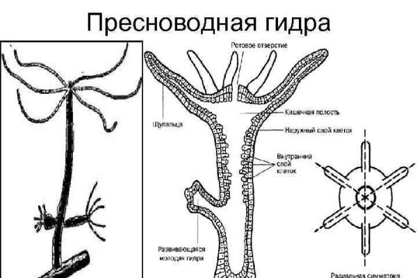 Почему не работает кракен